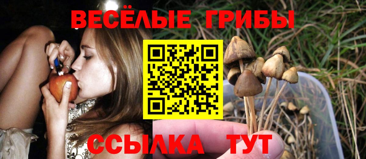 Псилоцибиновые грибы Psilocybine cubensis Муравленко